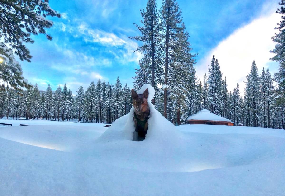 bronze coyote statue in the snow