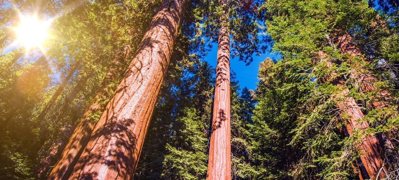Forestry Header photo