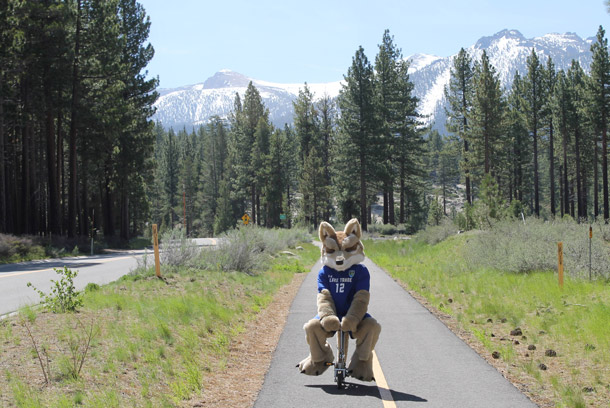 Coyote on bike