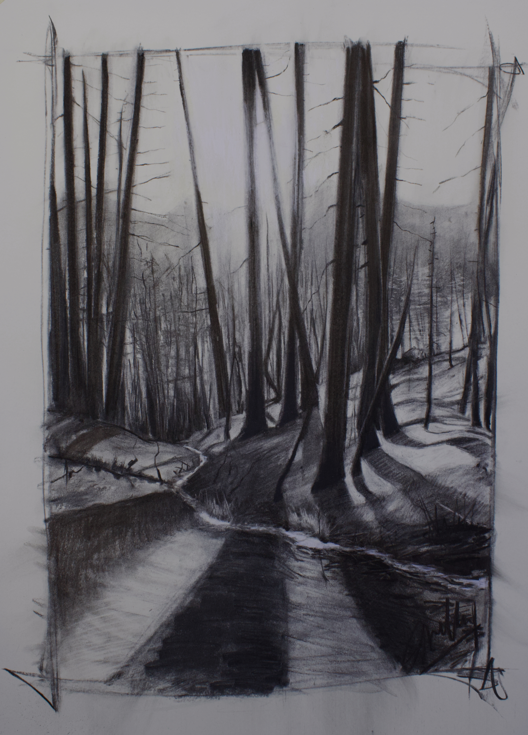 a charcoal drawing of a Tahoe forest, entitled The Quickening, by Shelley Zentner